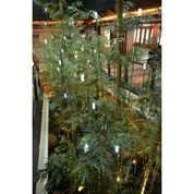 ہائی غلط بانس درخت