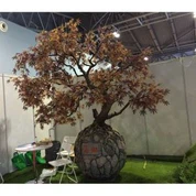 ریشمی میپل درخت