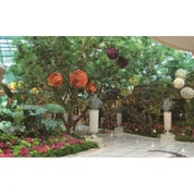 تخروپن بانی درخت